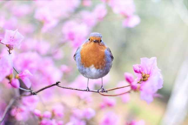 beautiful bird bloom blossom